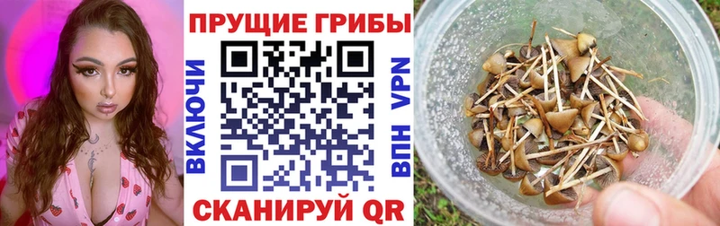 Галлюциногенные грибы GOLDEN TEACHER  мега зеркало  Рузаевка 